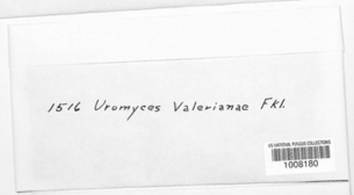 Uromyces valerianae image